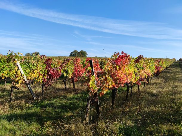 Merlot & Cabernet  - Domaine de Perrotin